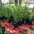 Native Plants, Perennials, Trees & Shrubs 5 thumbnail