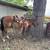 Aqha gelding 1 thumbnail