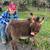 Three-year-old donkey Jenny 19 thumbnail