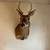 6 POINT WHITETAIL MOUNT 1 thumbnail