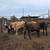 8 bred braford heifers 12 thumbnail