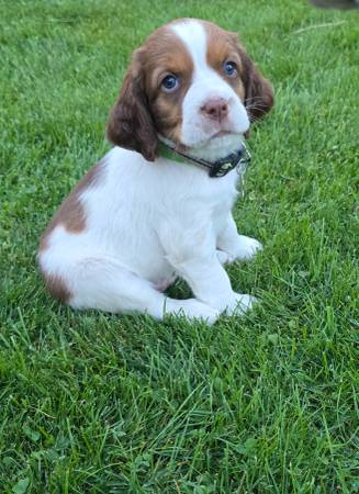 Springer Spaniel Puppies (North Bend)63862434868739124