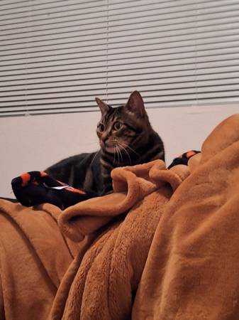 Polydactyl Cat (Everett)63911483284483123