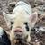 Kunekune (Kune kune) pigs and pork 19 thumbnail