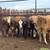 8 bred braford heifers 8 thumbnail