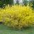Potted Lynwood Gold Forsythia Bushes 4 thumbnail