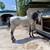 Caballo azteca 1 thumbnail