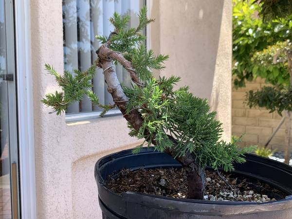 Bonsai Starter Plants - Pomegranates, Juniper, Maples & more 1