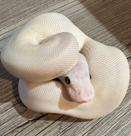 BABY BALL PYTHONS, BLUE EYED LUCY'S!!!!!63797691397635120