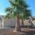 PALM TREES ,(FREE) MEXICAN FAN, 5, 12-16 FEET TALL, BEAUTIFUL, HEALTHY 1 thumbnail