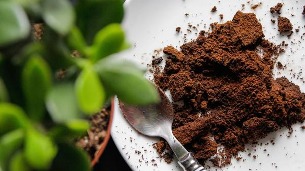 Coffee Grounds 1