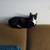 Rehoming female tuxedo cat 1 thumbnail