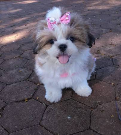 Shih Tzu Puppy 1