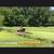 Roan Mare Gorgeous Sweet Gentle Broke for ANY rider 22 thumbnail