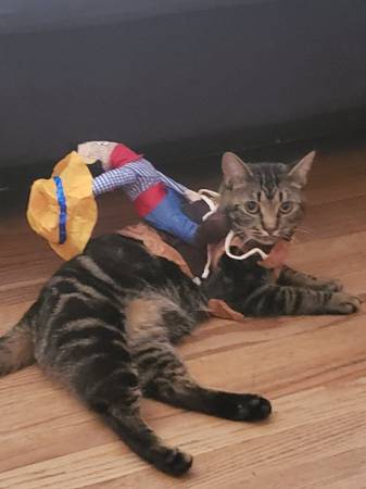 Lost cat. (Charlotte)63927795385474120