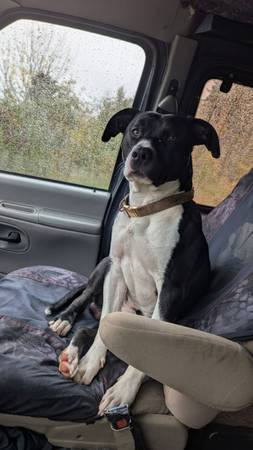 IS YOUR DOG MISSING? (Salem)64214255927681120