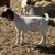 Boer Male Goats 10 thumbnail