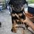 Rottweiler puppies 2 thumbnail