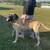 English mastiff 2 thumbnail