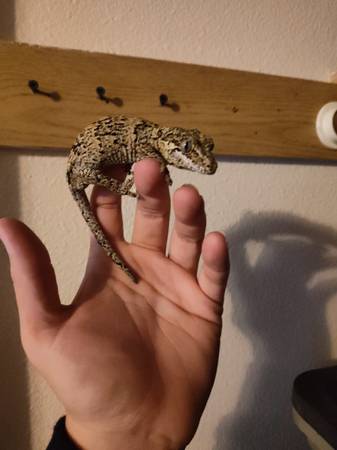 Reptiles for rehome (Se foster)64660881608194122