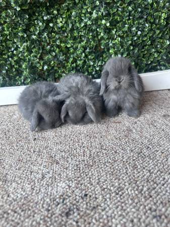 Rabbits 1