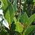 * blue chalk stick * curio repens senecio * ice plants *& more plants* 20 thumbnail