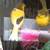 Song birds, canaries, java finch &  gouldians to re-home 12 thumbnail