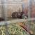Rabbits 4 thumbnail