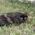 Cat 1 thumbnail