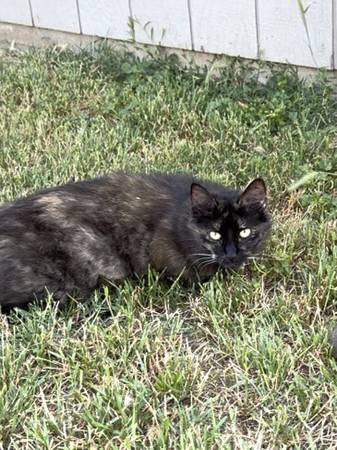 Cat 1