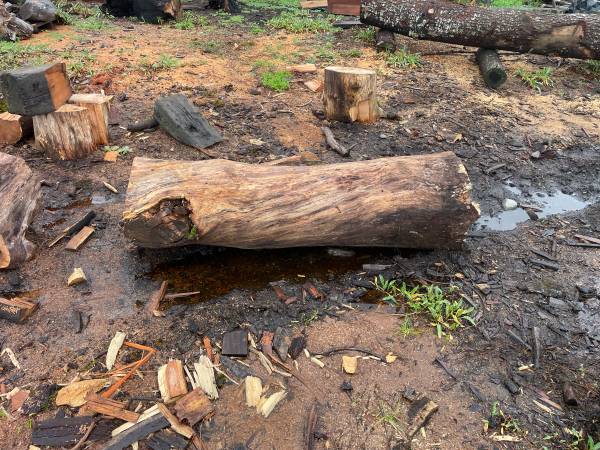 wanted: interesting trees or logs 1