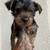 Yorkie Terrier 1 thumbnail