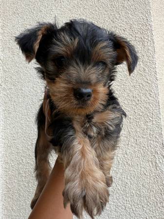Yorkie Terrier 1