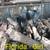 Rehoming German Shorthair Pointers 1 thumbnail