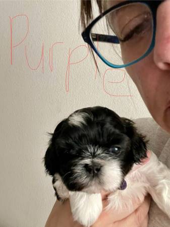 Cachorro Shih Tzu necesita nuevo hogar (Bastrop)63975348766211120