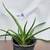 DISCOUNTED  PLANTS ALOE VERA 14" only one 3 thumbnail
