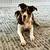 ABCA Registered Border Collie 1 thumbnail