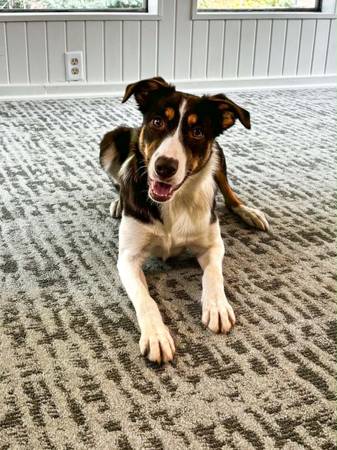 ABCA Registered Border Collie 1