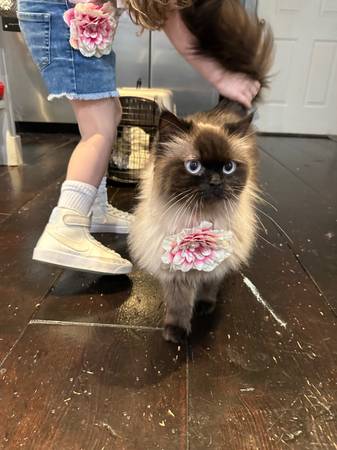 Himalayan cat (Yelm)63945411896194120