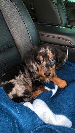 DaPPle dachshunds PUPPY 1