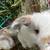 Bunny rabbit babies 1 thumbnail