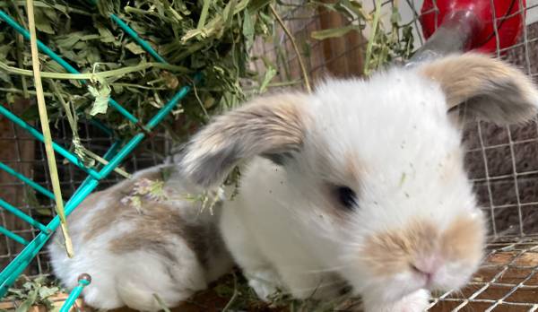 Bunny rabbit babies 1