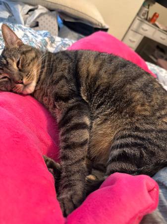 5 year old cat in need of fostering (mountain view)63862000967427121