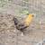 Chickens 1 thumbnail
