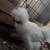 Show Quality Silkies 5 thumbnail
