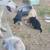 puppies 21 thumbnail