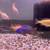 African Cichlids ( Tropical Fish ) 7 thumbnail