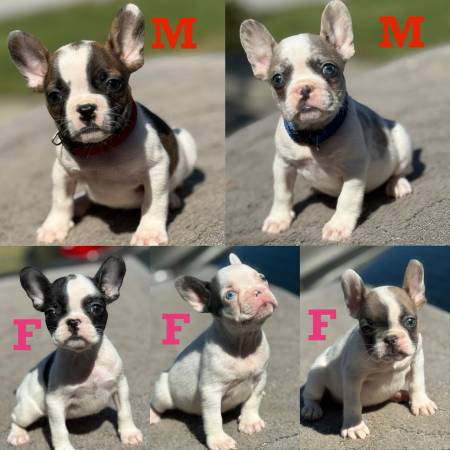 French Bulldog Puppies 1