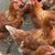 Chickens 1 thumbnail