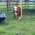 Mini hereford heiffer calf 1 thumbnail